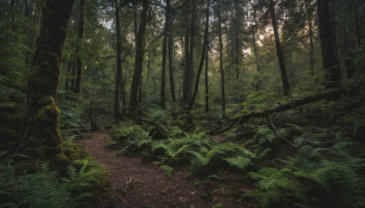 outdoors, tree, no humans, leaf, sunlight, grass, plant, nature, scenery, forest, road, green theme, path