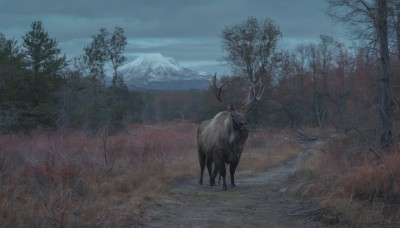 outdoors,sky,day,cloud,tree,no humans,animal,cloudy sky,grass,nature,scenery,snow,forest,mountain,antlers,bare tree,landscape,deer,solo,field,reindeer