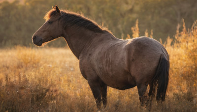 solo, closed mouth, outdoors, day, blurry, from side, no humans, animal, grass, realistic, field, animal focus, horse