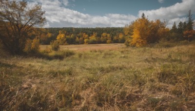 outdoors,sky,day,cloud,tree,blue sky,no humans,cloudy sky,grass,nature,scenery,forest,field,landscape,autumn leaves,autumn