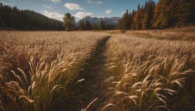 outdoors,sky,day,cloud,tree,blue sky,no humans,cloudy sky,grass,nature,scenery,forest,mountain,field,landscape,autumn,mountainous horizon