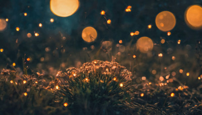 outdoors, sky, blurry, no humans, night, moon, grass, scenery, lantern, dark, paper lantern