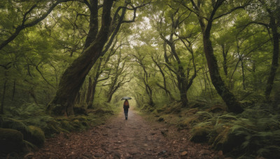 solo, 1boy, holding, outdoors, tree, umbrella, nature, scenery, forest, holding umbrella, road, green theme, path