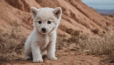 solo,looking at viewer,full body,outdoors,day,blurry,black eyes,tree,no humans,depth of field,blurry background,animal,realistic,animal focus,desert,standing,sky,signature,blue sky,dog