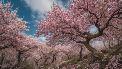 outdoors, sky, day, cloud, tree, blue sky, no humans, traditional media, cherry blossoms, nature, scenery, spring (season)