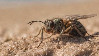 wings, blurry, no humans, animal, bug, flying, realistic, antennae