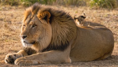 solo,brown eyes,closed mouth,full body,outdoors,lying,day,blurry,no humans,depth of field,blurry background,animal,grass,on stomach,realistic,animal focus,lion,looking at viewer,horns,signature,cat,on ground