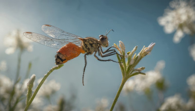 flower, outdoors, wings, sky, day, cloud, blurry, blue sky, no humans, depth of field, bug, flying, blurry foreground