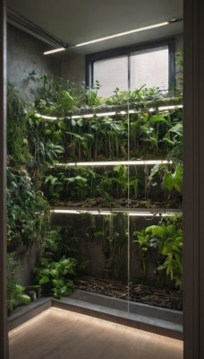 day,indoors,tree,no humans,window,leaf,sunlight,plant,scenery,door,overgrown,potted plant,ceiling light