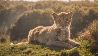 solo,looking at viewer,outdoors,lying,day,blurry,tree,no humans,depth of field,blurry background,animal,fangs,cat,grass,plant,on stomach,nature,scenery,forest,realistic,animal focus,signature,sunlight