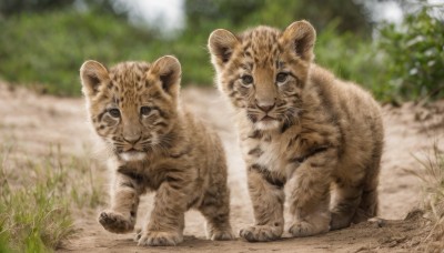 looking at viewer,closed mouth,full body,outdoors,day,signature,blurry,black eyes,no humans,depth of field,blurry background,animal,grass,realistic,animal focus,tiger,standing,plant