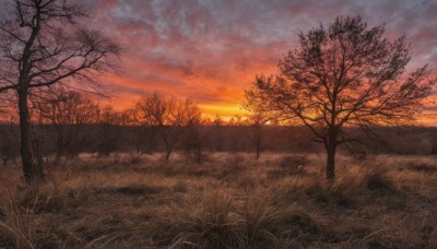 outdoors,sky,cloud,tree,no humans,cloudy sky,grass,nature,scenery,sunset,sun,road,field,bare tree,landscape,orange sky,red sky,sunlight,forest,horizon