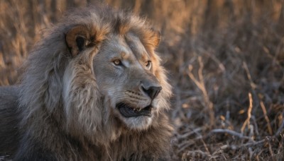 solo,looking at viewer,open mouth,1boy,outdoors,horns,teeth,artist name,signature,blurry,orange eyes,no humans,animal,fangs,portrait,realistic,animal focus,lion,dated,blurry background,clenched teeth