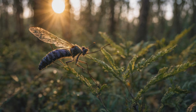 outdoors, wings, blurry, no humans, sunlight, bug, flying, antennae, sun, insect wings