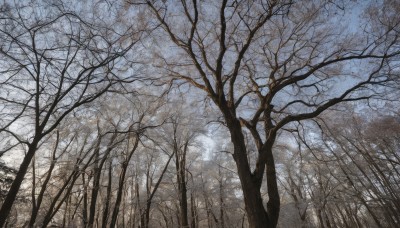 outdoors,sky,day,cloud,tree,blue sky,no humans,traditional media,cloudy sky,grass,nature,scenery,forest,bare tree,landscape