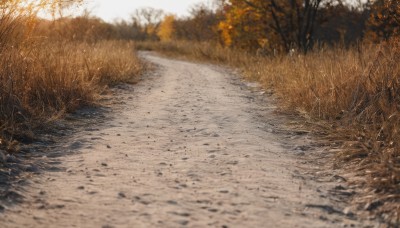 outdoors,day,water,blurry,tree,no humans,depth of field,grass,nature,scenery,forest,realistic,road,autumn leaves,autumn,sunlight,sunset,field,path