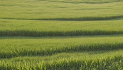 outdoors,day,no humans,grass,nature,scenery,field,green theme,plant