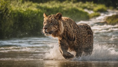 outdoors,day,signature,water,blurry,tree,no humans,depth of field,blurry background,animal,realistic,animal focus,splashing,looking at viewer,from side,ocean,beach,nature,waves,tiger