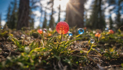 flower, outdoors, sky, day, blurry, no humans, depth of field, sunlight, scenery