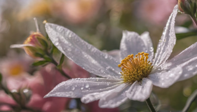 flower, blurry, no humans, depth of field, blurry background, white flower, realistic, bokeh, still life