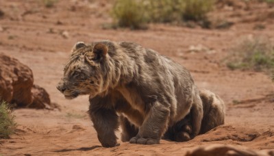 solo,closed mouth,full body,outdoors,day,blurry,from side,no humans,depth of field,blurry background,animal,grass,rock,realistic,animal focus,lion,sand