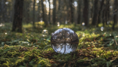 outdoors, day, blurry, tree, no humans, depth of field, blurry background, sunlight, grass, plant, nature, scenery, forest, bokeh