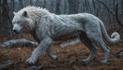 solo,looking at viewer,red eyes,closed mouth,standing,full body,outdoors,signature,blurry,tree,pokemon (creature),no humans,depth of field,blurry background,animal,nature,claws,forest,realistic,animal focus,bare tree,lion,wolf