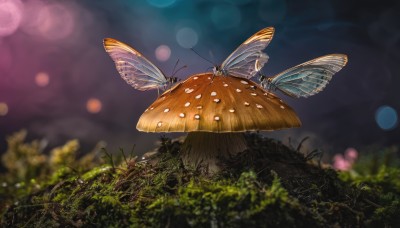 outdoors,wings,blurry,tree,no humans,night,depth of field,blurry background,grass,bug,plant,nature,scenery,flying,antennae,mushroom,bokeh,ladybug,solo,animal,butterfly,realistic