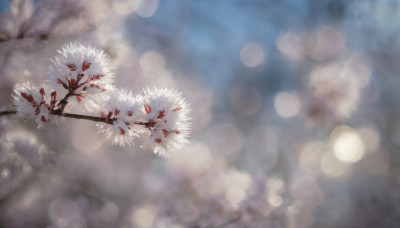 outdoors, sky, blurry, tree, no humans, depth of field, scenery, branch, bokeh