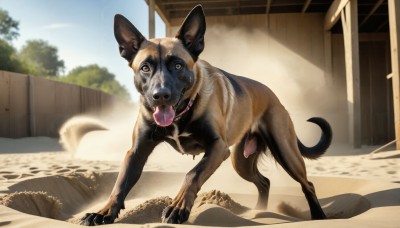 HQ,solo,looking at viewer,outdoors,sky,day,tongue,tongue out,blurry,collar,tree,blue sky,no humans,shadow,animal,dog,realistic,fence,animal focus,open mouth,brown eyes,standing,teeth,cloud,saliva,dust