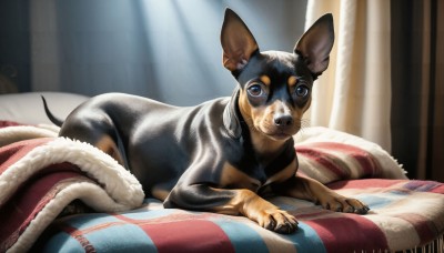 HQ,solo,looking at viewer,blue eyes,closed mouth,lying,indoors,pillow,no humans,bed,animal,on bed,sunlight,cat,on stomach,curtains,realistic,blanket,animal focus,whiskers,brown fur,brown eyes,tail,bed sheet,watermark,web address,dog,under covers