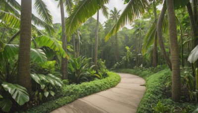 outdoors,sky,day,cloud,tree,no humans,leaf,beach,sunlight,grass,plant,nature,scenery,forest,palm tree,bush,road,landscape,path