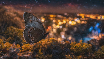 outdoors, wings, sky, artist name, signature, blurry, tree, no humans, night, depth of field, blurry background, bug, butterfly, star (sky), night sky, scenery, starry sky, bokeh, butterfly wings, city lights