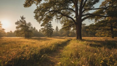 outdoors,sky,day,cloud,tree,dutch angle,no humans,sunlight,grass,plant,nature,scenery,forest,sunset,sun,road,bush,field,landscape,path,blue sky