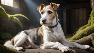 HQ,solo,looking at viewer,brown eyes,full body,outdoors,lying,day,indoors,blurry,collar,no humans,window,animal,on side,sunlight,plant,on stomach,dog,light rays,realistic,animal focus,animal collar,red collar