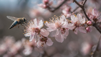 flower, outdoors, day, blurry, no humans, depth of field, blurry background, bug, cherry blossoms, flying, realistic, antennae, branch