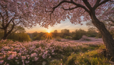 flower, outdoors, sky, cloud, tree, no humans, sunlight, grass, nature, scenery, sunset, sun, field