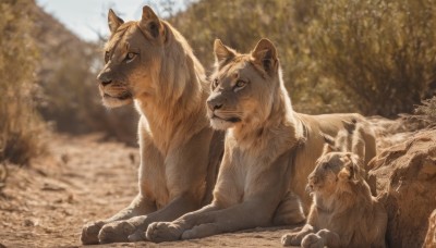 sitting,closed mouth,outdoors,day,signature,blurry,tree,no humans,depth of field,blurry background,animal,nature,realistic,animal focus,lying