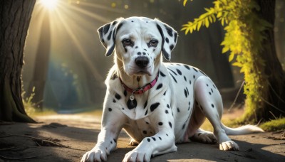 HQ,solo,brown eyes,full body,outdoors,day,signature,blurry,collar,tree,no humans,animal,sunlight,nature,forest,dog,light rays,realistic,animal focus,red collar,animal collar,looking at viewer,tongue,blurry background,shadow,grass,plant,lens flare