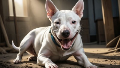 HQ,solo,looking at viewer,open mouth,full body,teeth,tongue,indoors,blurry,black eyes,collar,no humans,blurry background,animal,fangs,dog,realistic,door,animal focus,brown eyes,standing,outdoors,day,animal collar,pet