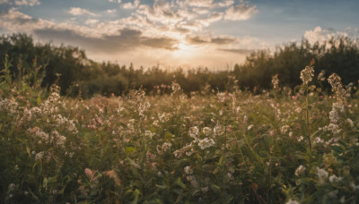 flower, outdoors, sky, day, cloud, no humans, cloudy sky, plant, white flower, nature, scenery, field, flower field