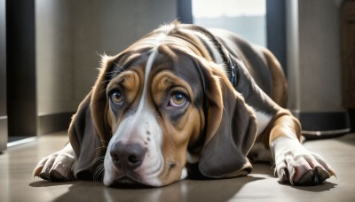 HQ,solo,looking at viewer,brown eyes,lying,indoors,blurry,no humans,window,blurry background,animal,cat,claws,dog,paper,realistic,animal focus,whiskers,yellow eyes,depth of field,on stomach