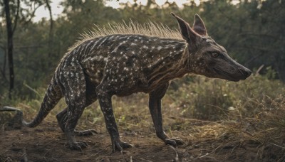 solo,standing,tail,outdoors,day,blurry,from side,tree,no humans,depth of field,blurry background,animal,grass,plant,nature,claws,forest,monster,realistic,animal focus,dinosaur,dog