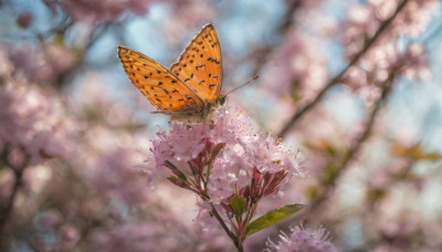 flower, outdoors, day, blurry, no humans, depth of field, blurry background, bug, cherry blossoms, butterfly, scenery, realistic, branch, spring (season)