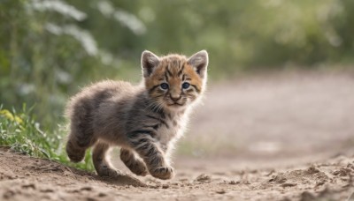 solo,looking at viewer,blue eyes,closed mouth,full body,outdoors,day,signature,blurry,no humans,depth of field,blurry background,animal,cat,grass,plant,nature,walking,running,realistic,animal focus,:3