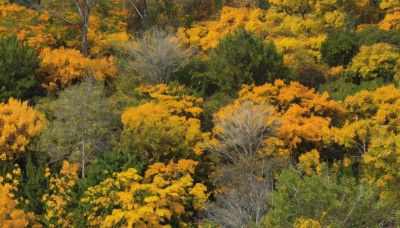 outdoors,day,tree,no humans,leaf,traditional media,grass,nature,scenery,forest,painting (medium),autumn leaves,autumn,artist name,signature,branch