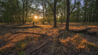 outdoors,sky,day,tree,no humans,sunlight,grass,fire,nature,scenery,forest,road,path,sun,autumn,landscape