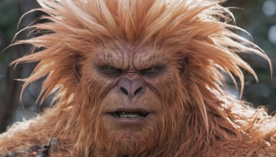 solo,looking at viewer,open mouth,blonde hair,1boy,male focus,teeth,blurry,depth of field,blurry background,facial hair,fangs,portrait,beard,close-up,realistic,lion ears,lion,animal ears,brown eyes,orange hair,spiked hair,clenched teeth