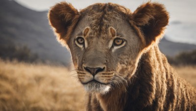 solo,looking at viewer,closed mouth,outdoors,day,blurry,no humans,depth of field,blurry background,animal,cat,grass,portrait,mountain,realistic,animal focus,whiskers,yellow eyes,sky,signature