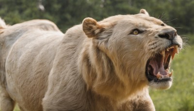 solo,open mouth,yellow eyes,outdoors,teeth,day,tongue,blurry,from side,no humans,depth of field,blurry background,animal,fangs,sharp teeth,realistic,animal focus,whiskers,lion,signature,cat,grass,close-up